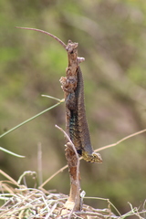 Sceloporus horridus