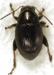 Chaetocnema paspalae