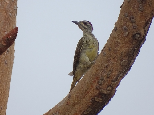 Fine-spotted Woodpecker