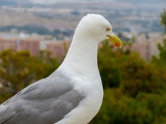 Larus michahellis