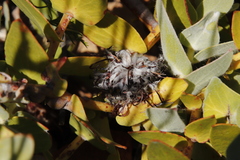 Leucospermum cordatum