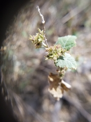 Ambrosia cordifolia