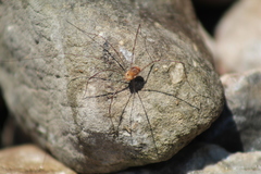 Leiobunum politum