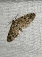 Eupithecia lanceata