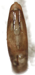 Chaetocnema paspalae