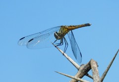 Pachydiplax longipennis