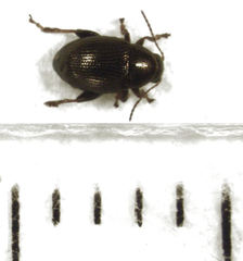 Chaetocnema paspalae