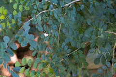 Indigofera micrantha
