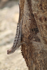 Sceloporus horridus
