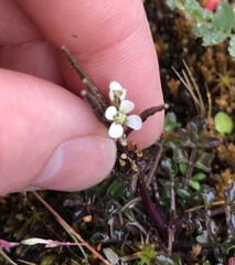 Cardamine glacialis