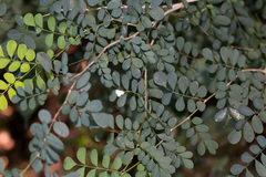 Indigofera micrantha