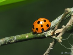 Harmonia dimidiata