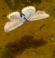 Icaricia lupini
