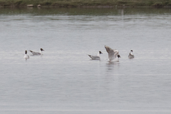 Chroicocephalus ridibundus