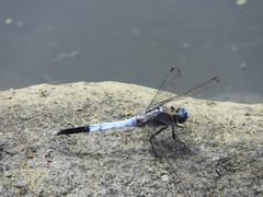 Orthetrum albistylum speciosum