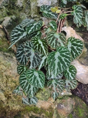 Begonia imperialis