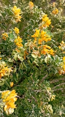Medicago arborea
