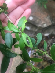 Merosargus caeruleifrons