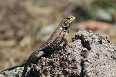 Sceloporus horridus
