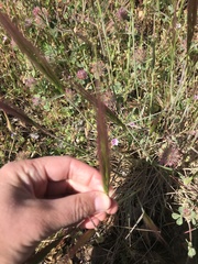 Elymus multisetus