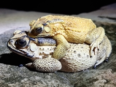 Duttaphrynus melanostictus