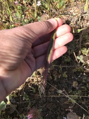 Elymus multisetus