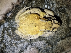 Duttaphrynus melanostictus