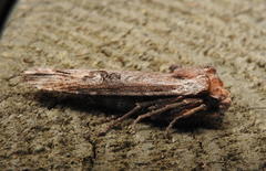 Xylena thoracica