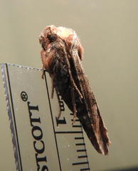 Xylena thoracica