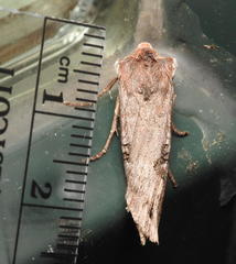 Xylena thoracica