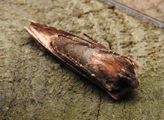 Xylena thoracica