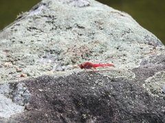 Crocothemis servilia mariannae