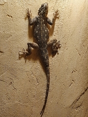 Agama lionotus