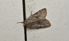 Lacinipolia patalis