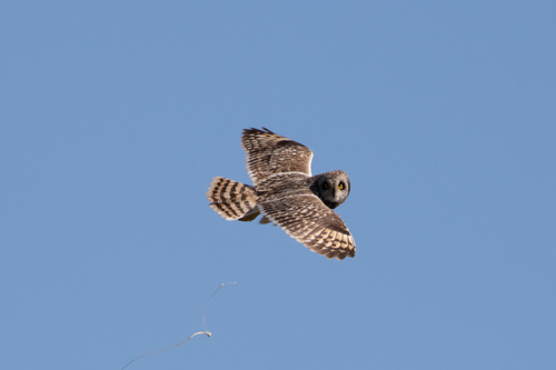 Búho campestre (Asio flammeus)