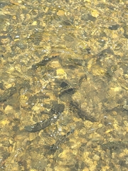 Salmo trutta