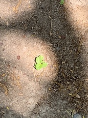 Magnoliopsida