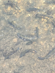 Salmo trutta