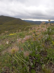 Pulsatilla halleri