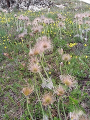 Pulsatilla halleri