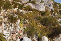 Leucospermum cordatum
