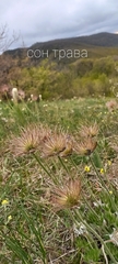 Pulsatilla halleri