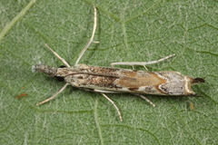 Platytes alpinella