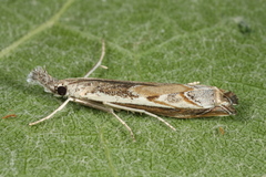 Platytes alpinella