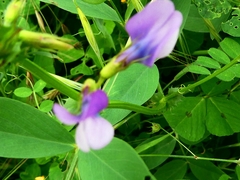 Vicia bithynica
