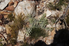 Leucospermum cordatum