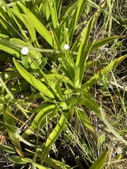 Drosera filiformis image