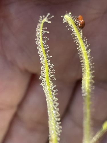 Drosera filiformis var. tracyi image