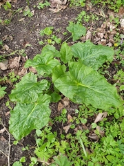 Arum besserianum
