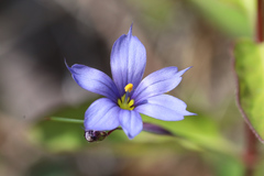 Sisyrinchium mucronatum